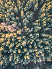 Trees from above - 200136564