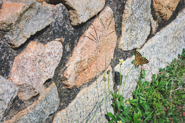 A tropical butterfly sits on a blade of grass on a gray stone wall background