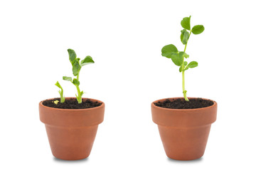 A set of two organic pea seeds germination. Green pea sprouts in clay ceramic unpainted pots ready for seedling. Spring background. Isolated on white.