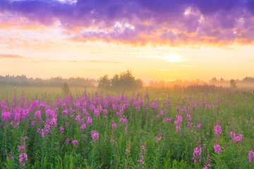 Foto op Plexiglas landelijk landschap met zonsopgang en bloeiende weide © yanikap