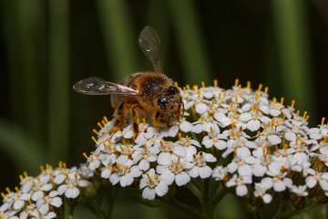 Honey-bee is gathering nectar from a yarrow flowers. Animals in wildlife.
