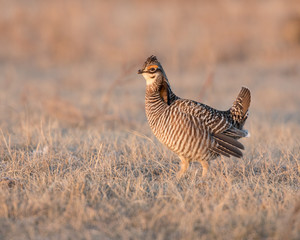 Greater Prairie Chicken