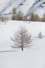 Balade dans la neige 