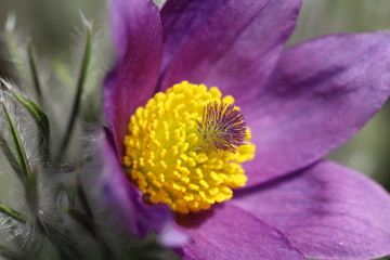 Blühende Küchenschelle Pulsatilla Vulgaris