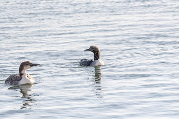 Fototapeta premium Black-throated diver (Gavia arctica) and Common Loon (Gavia Immer) in the sea