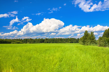 agriculture field with flax, a spring view.