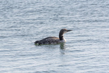 A Common Loon (Gavia Immer) swimming in the sea