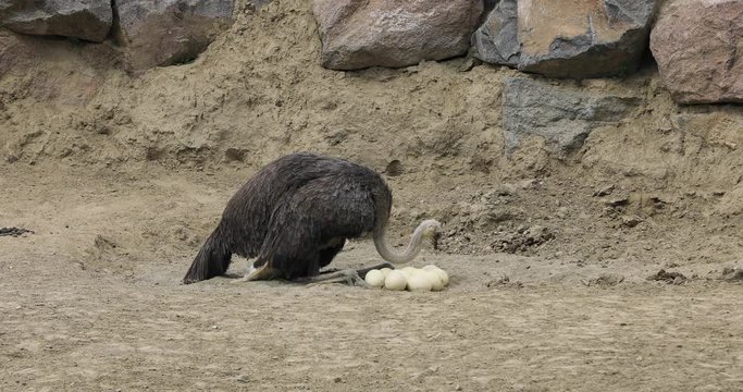 Ostrich inspects its eggs in nest