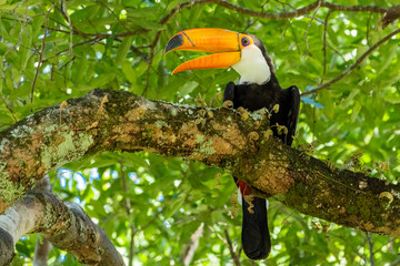 toucan on a tree