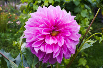 Obraz premium pink dahlia in garden