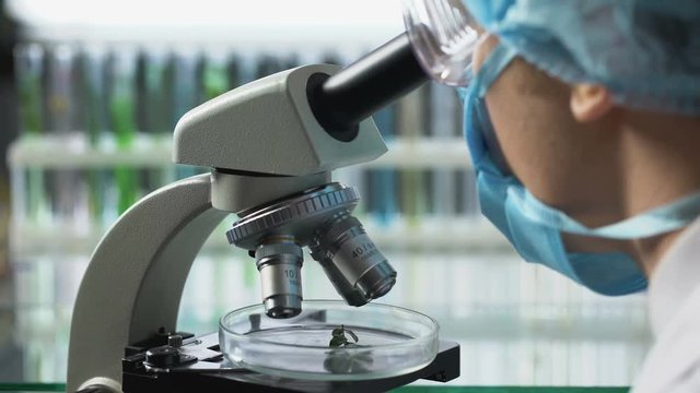 Scientist observing plant under microscope, breeding of vegetable varieties