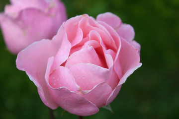 Pink roses in garden