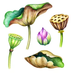 Fotobehang Lotusbloem watercolor botanical illustration, green lotus leaves, flowers, oriental garden nature, delicate water lillies, chinoiserie floral elements, lotos, tropical clip art isolated on white background  © wacomka