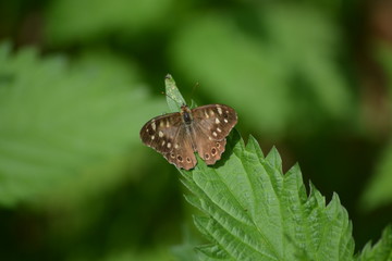 butterfly