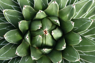 Kaktus von oben