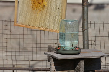 Bees in the apiary drink water from the drinker
