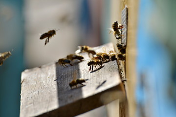 Bees in the apiary fly before the evidence on the board
