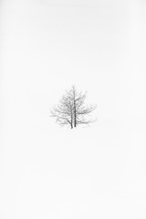 Fototapeta na wymiar Arbre solitaire dans la neige 