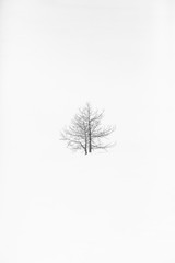 Arbre solitaire dans la neige 