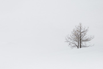 Arbre solitaire dans la neige 