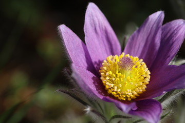 Blühende Küchenschelle Pulsatilla Vulgaris