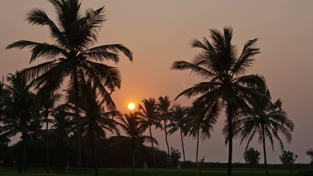 Beautiful sunset sun setting behind palm trees , Timelapse