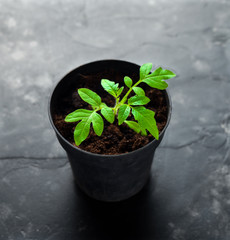 tomato Seedling in tray for sprout
