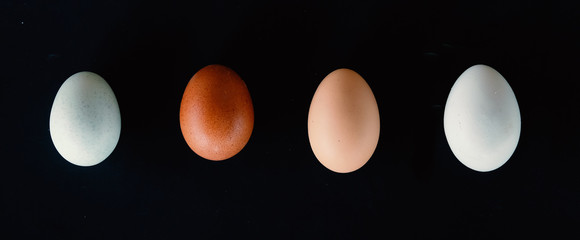 Banner of farm eggs in different colors.  Each egg isolated on black background