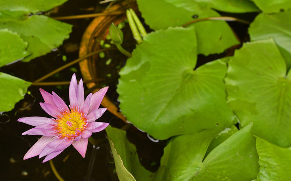 Fototapeta A pink water lotus in a pond in the grounds of Minh Huong in Hoi An, Vietnam  
