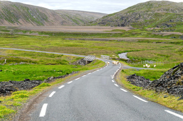 Sheep grazing along the Varanger National Tourist Route, Finnmar