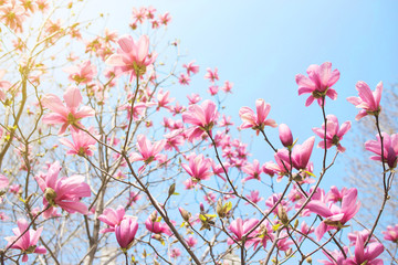 Blossoming pink magnolia and blue sky. Early spring.