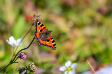 Admiral Butterfly in Northern Norway