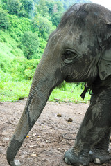 Elephant in jungle in northern Thailand