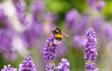 Hummel Blüte lila Detail