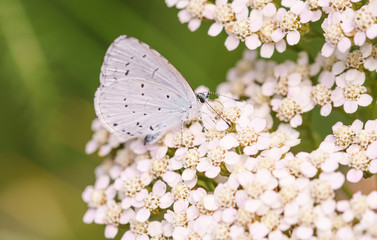 Schmetterling Blume Detail