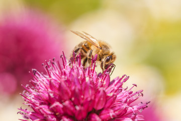 Biene Blume Blüte Knoblauch