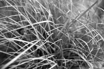 Plant in black and white