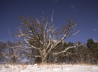 very old oak tree in winter, Upperfrankonia, Germany