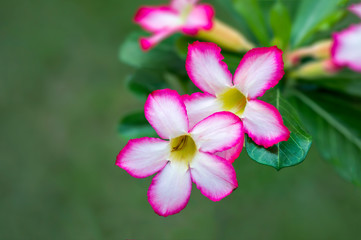 Naklejka premium Adenium or Desert Rose, beautiful flowers with green blur background in garden, Thailand.