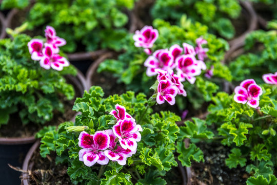 Angeleyes Randy - Pelargonium cryspum