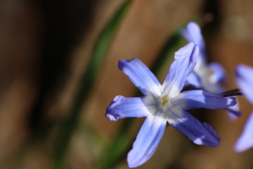 Scilla Blaustern