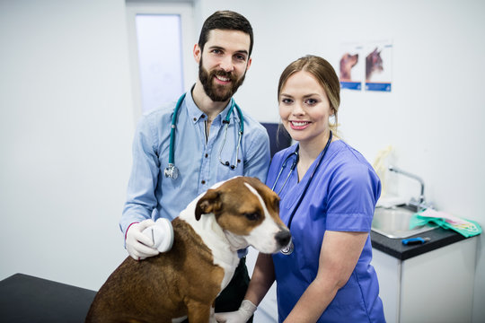 Portrait of vets examining dog