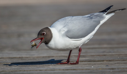 lachmöwe