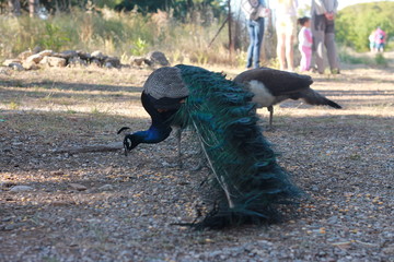 Peacock III