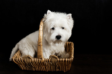 white dog breed west highland white terrier sits sitting in a strawberry brown basket on a black background against a black background