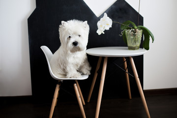 dog of the West Highland White Terrier breed sits on a chair near a table with an orchid on the background of a poster in the house