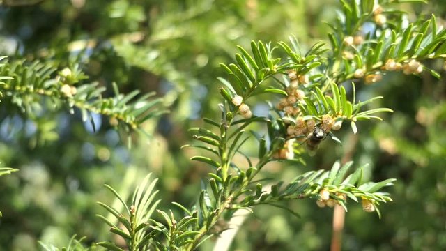 honey bee looking for pollen on male european yew (Taxus baccata)