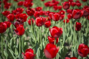 Tulips