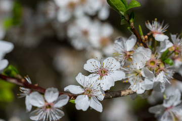 Frühling, Winter, erste Blumen, Wetter, Insekten, Deko, 