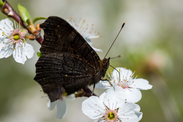 Frühling, Winter, erste Blumen, Wetter, Insekten, Deko, 